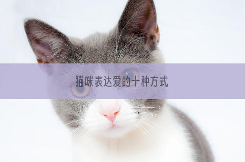 猫咪表达爱的十种方式