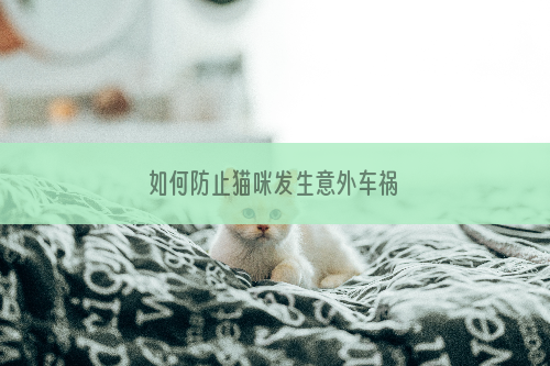 如何防止猫咪发生意外车祸