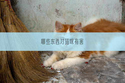 哪些东西对猫咪有害