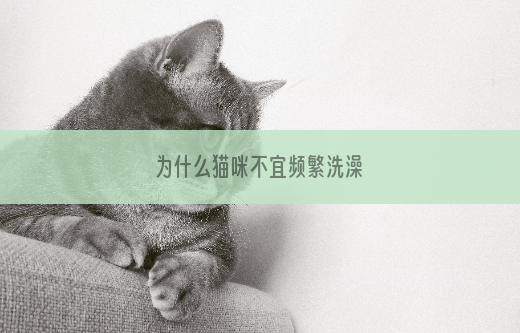 为什么猫咪不宜频繁洗澡