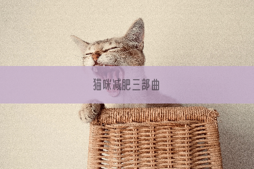 猫咪减肥三部曲