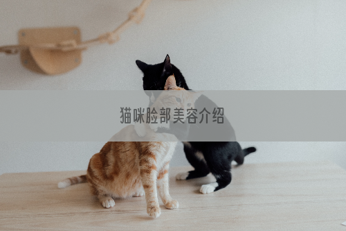 猫咪脸部美容介绍