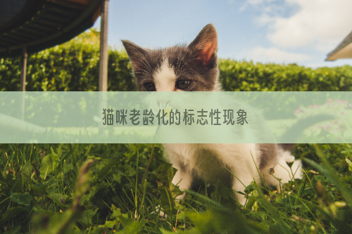 猫咪老龄化的标志性现象