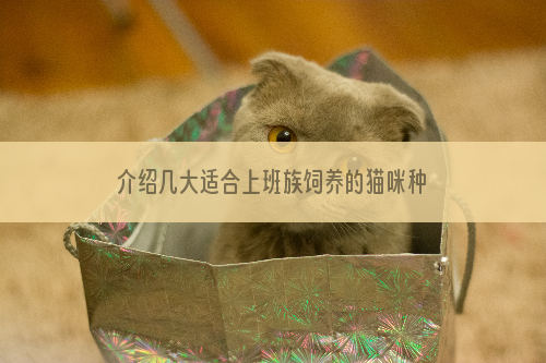 介绍几大适合上班族饲养的猫咪种类