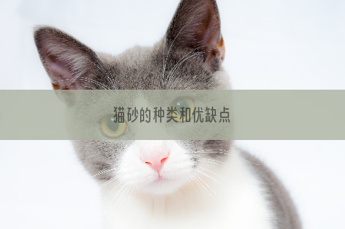 猫砂的种类和优缺点