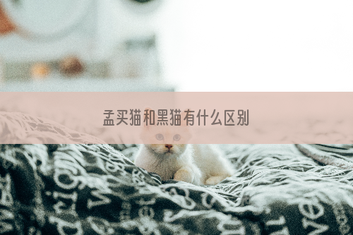 孟买猫和黑猫有什么区别