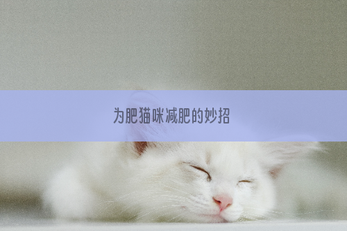 为肥猫咪减肥的妙招 