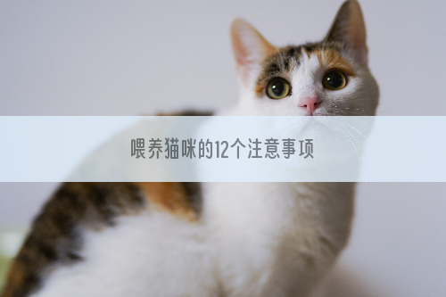 喂养猫咪的12个注意事项