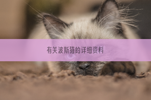 有关波斯猫的详细资料