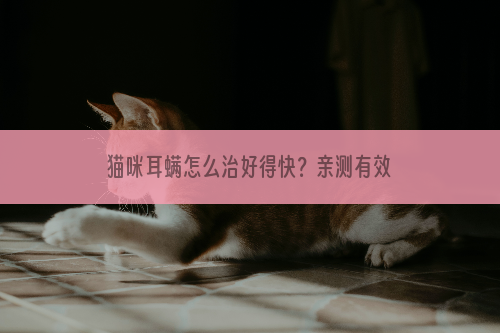 猫咪耳螨怎么治好得快？亲测有效！