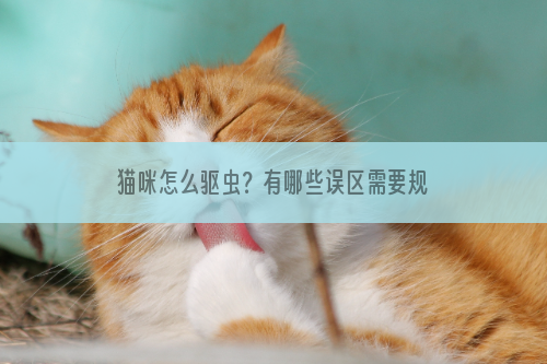 猫咪怎么驱虫？有哪些误区需要规避？