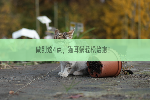 做到这4点，猫耳螨轻松治愈！