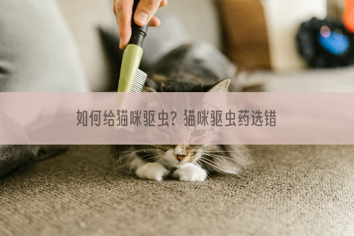 如何给猫咪驱虫？猫咪驱虫药选错就后悔吧！