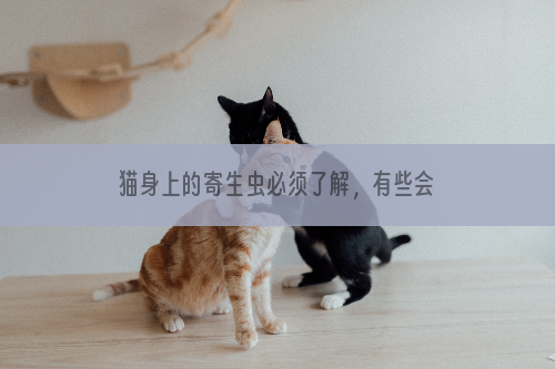 猫身上的寄生虫必须了解，有些会使人致病