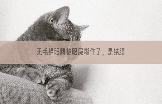 无毛猫眼睛被眼屎糊住了，是结膜炎吗？