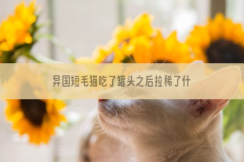 异国短毛猫吃了罐头之后拉稀了什么情况？