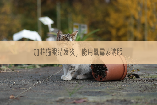 加菲猫眼睛发炎，能用氯霉素滴眼液吗？