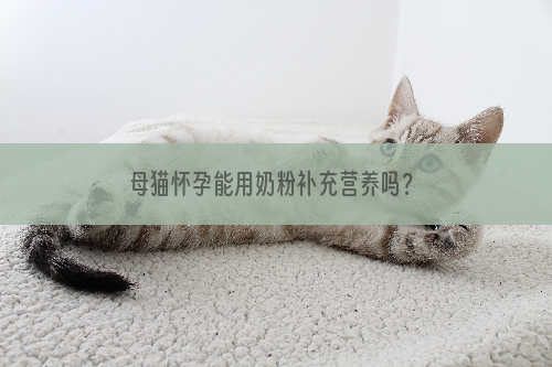 母猫怀孕能用奶粉补充营养吗？