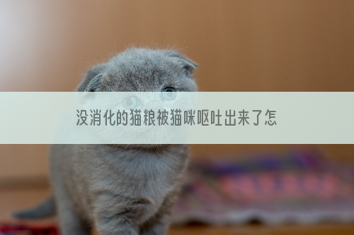 没消化的猫粮被猫咪呕吐出来了怎么办？