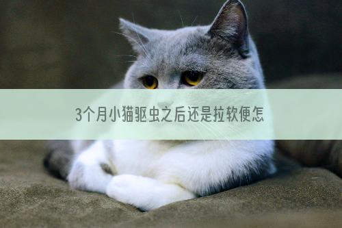 3个月小猫驱虫之后还是拉软便怎么办？