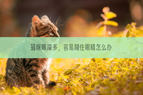 猫咪眼屎多，容易糊住眼睛怎么办？