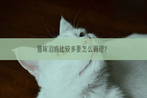 猫咪泪痕比较多要怎么调理？