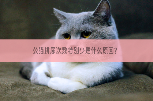 公猫排尿次数特别少是什么原因？