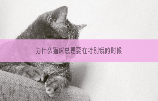 为什么猫咪总是要在特别饿的时候才吃猫粮？