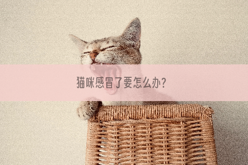 猫咪感冒了要怎么办？