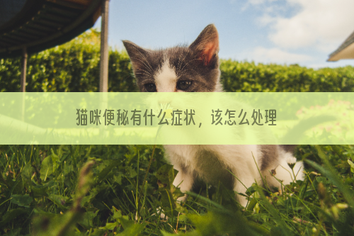 猫咪便秘有什么症状，该怎么处理？