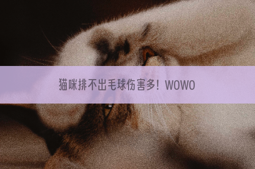 猫咪排不出毛球伤害多！WOWO化毛膏多效化毛