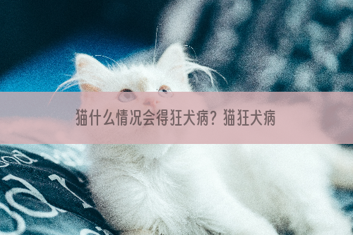 猫什么情况会得狂犬病？猫狂犬病症状