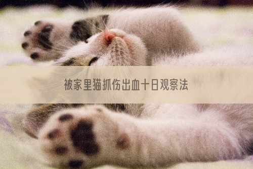 被家里猫抓伤出血十日观察法