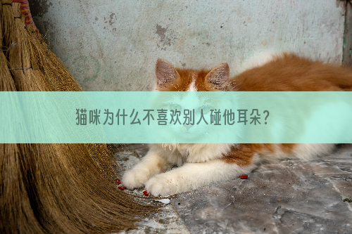 猫咪为什么不喜欢别人碰他耳朵？