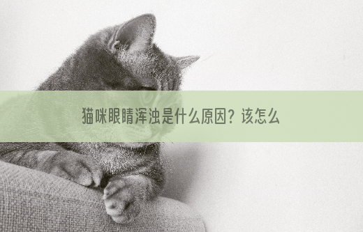 猫咪眼睛浑浊是什么原因？该怎么办？ 
