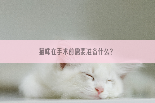 猫咪在手术前需要准备什么？