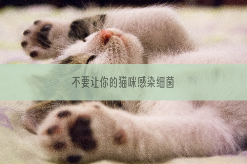 不要让你的猫咪感染细菌