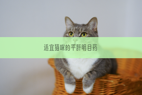 适宜猫咪的平肝明目药