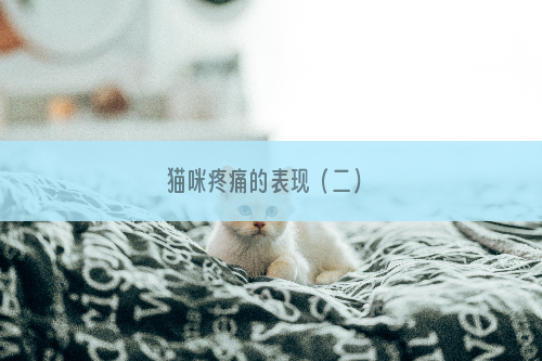 猫咪疼痛的表现（二）