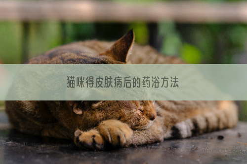 猫咪得皮肤病后的药浴方法