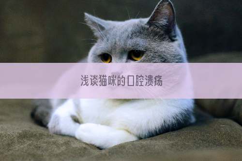  浅谈猫咪的口腔溃疡