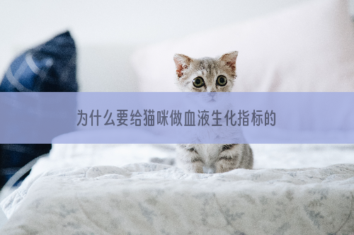 为什么要给猫咪做血液生化指标的检查