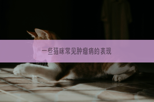 一些猫咪常见肿瘤病的表现