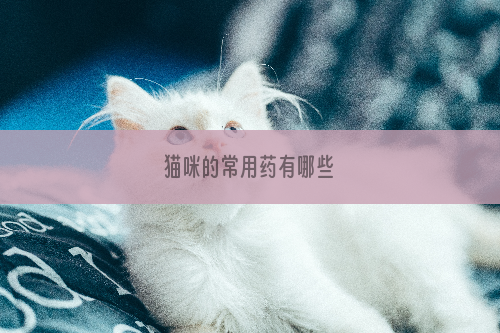 猫咪的常用药有哪些