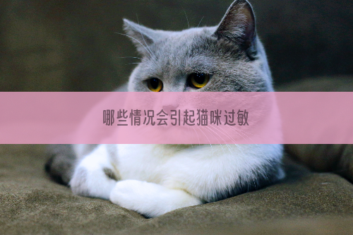 哪些情况会引起猫咪过敏