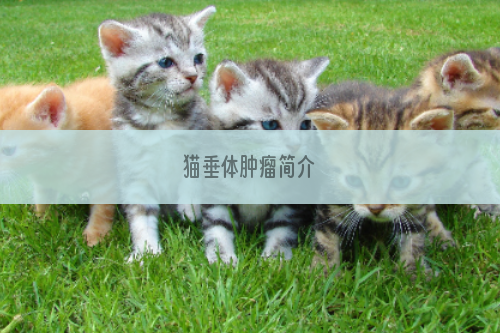 猫垂体肿瘤简介