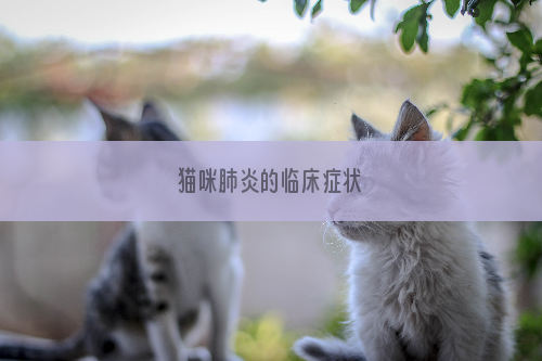 猫咪肺炎的临床症状