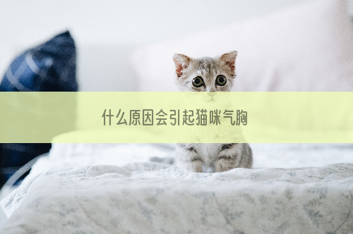 什么原因会引起猫咪气胸