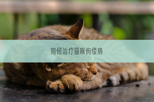 如何治疗猫咪佝偻病