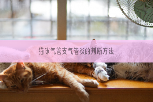 猫咪气管支气管炎的判断方法